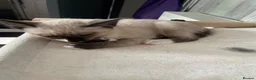 Mixed Breed cats for sale: Ghost & Pandora looking for forever homes - Advert 11