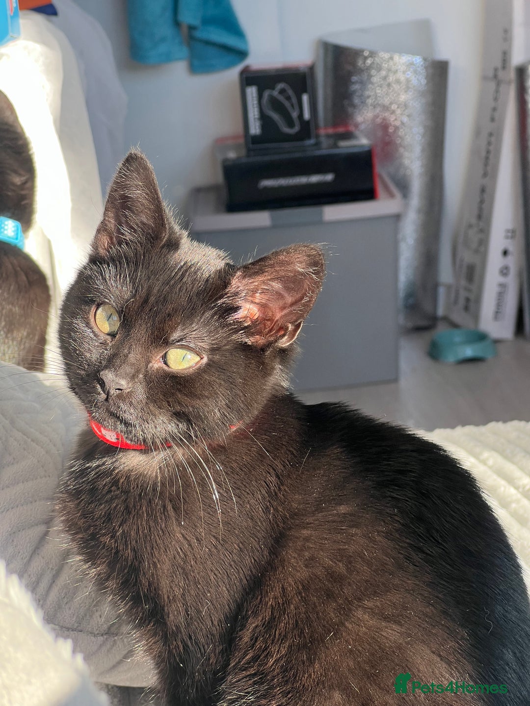 Domestic Shorthair cats for sale: Gorgeous black domestic short hair females  - Advert 4