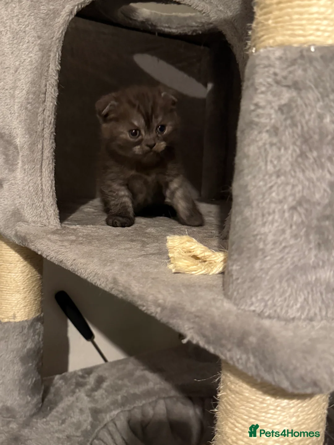 British Shorthair cats for sale: Last kitten - Dark Chocolate BSH - Advert 15