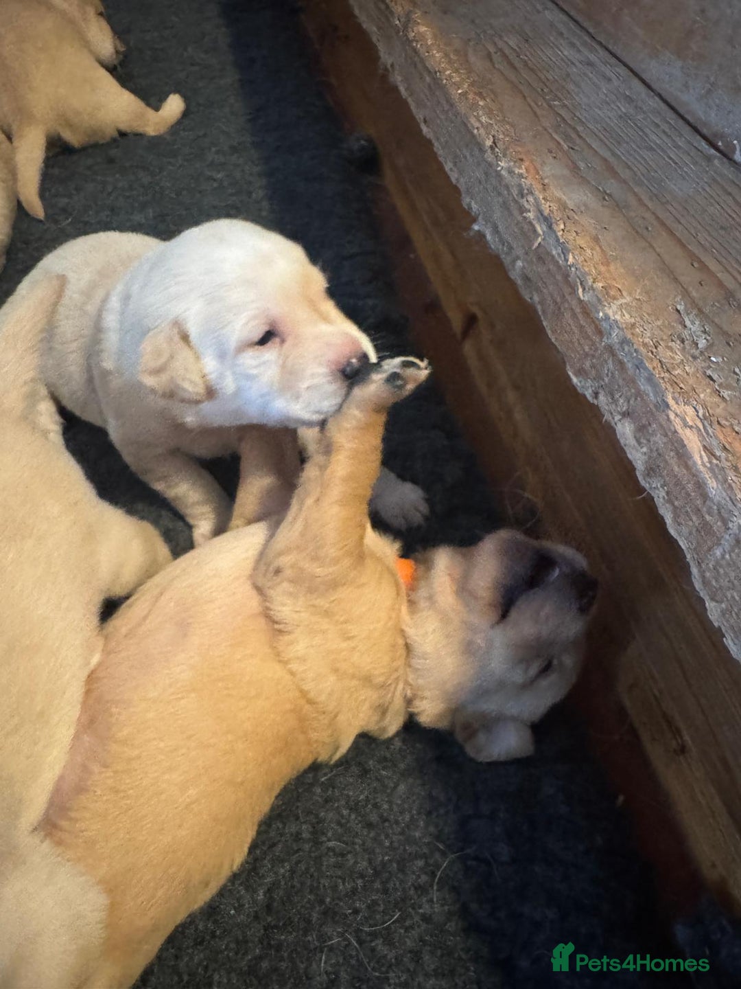 Labrador Retriever dogs for sale: Labrador Retrievers For Sale - Image 4