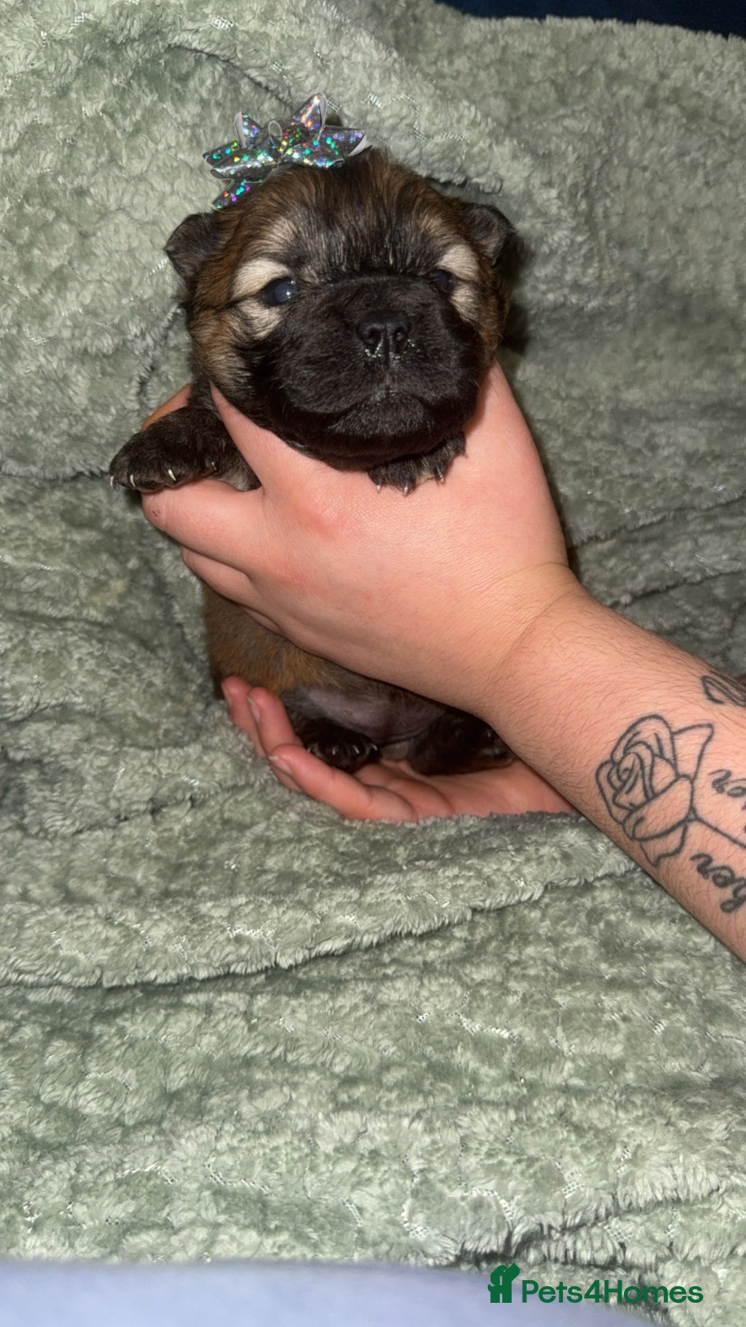 Chow Chow dogs for sale: Chow chow puppies  - Advert 35