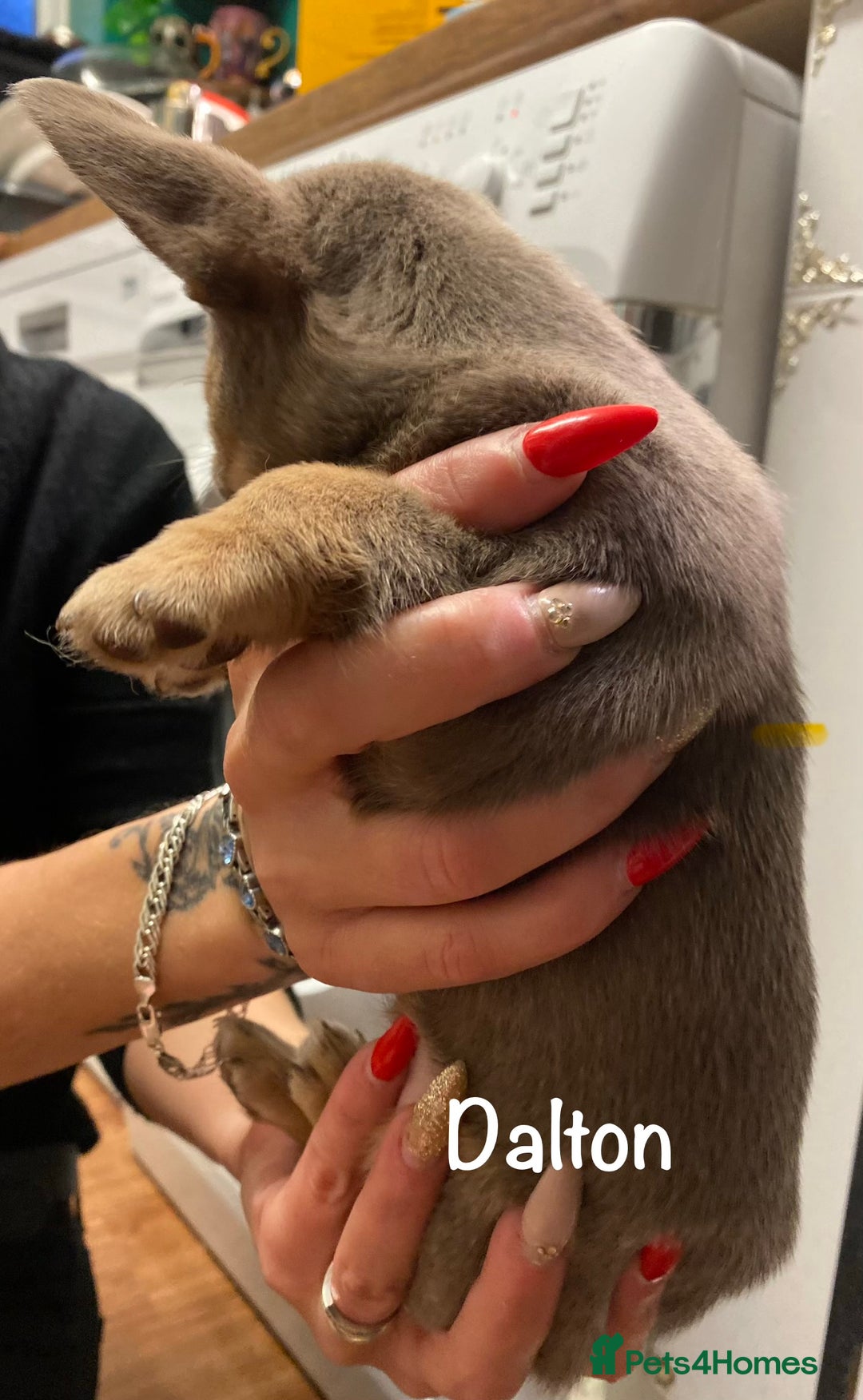 Mixed Breed dogs for sale: Adorable French Bulldog x Chihuahua Male Puppies - Image 10