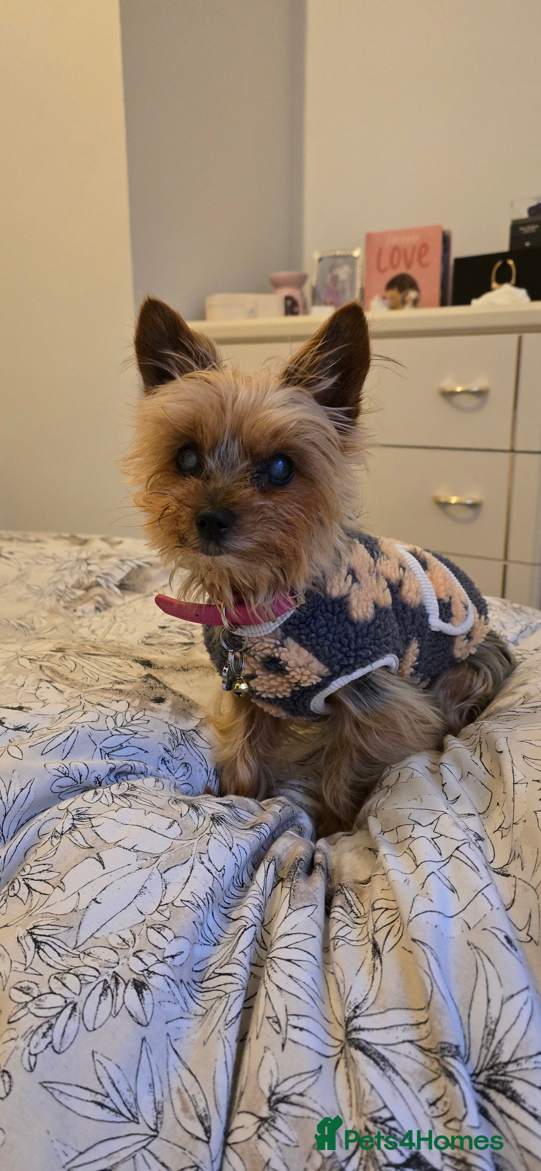 Yorkshire Terrier dogs for sale:  **  yorkie female - Advert 4