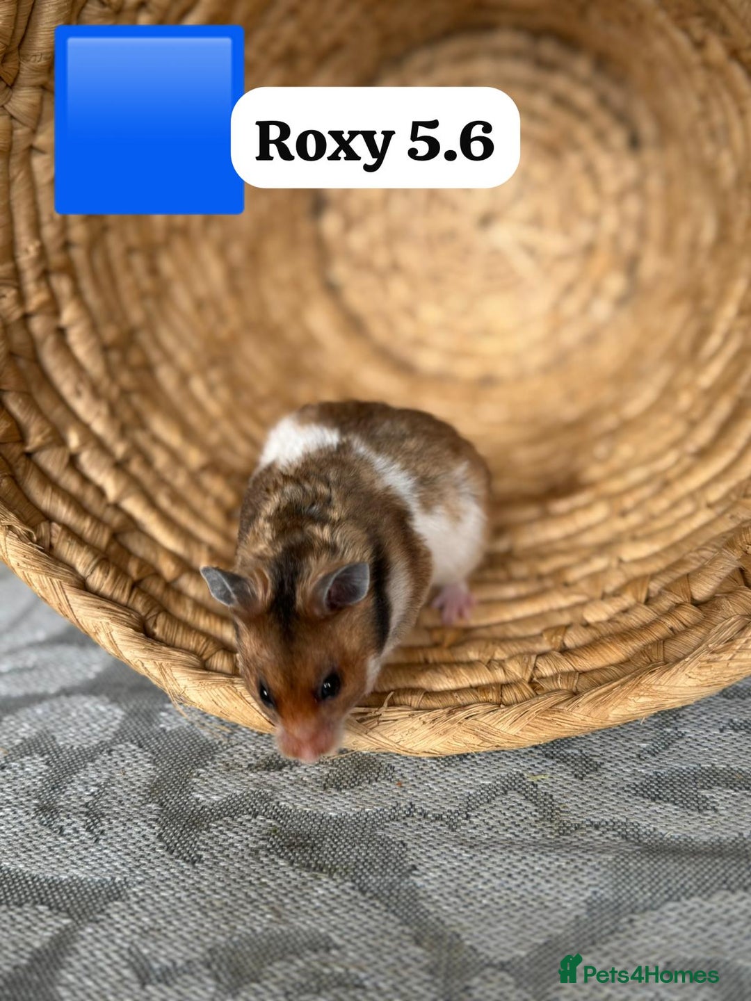 Hamster rodents for sale: Beautiful baby hamsters. Syrian and Russian Dwarf - Image 10