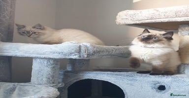 Ragdoll cats - Advert 15