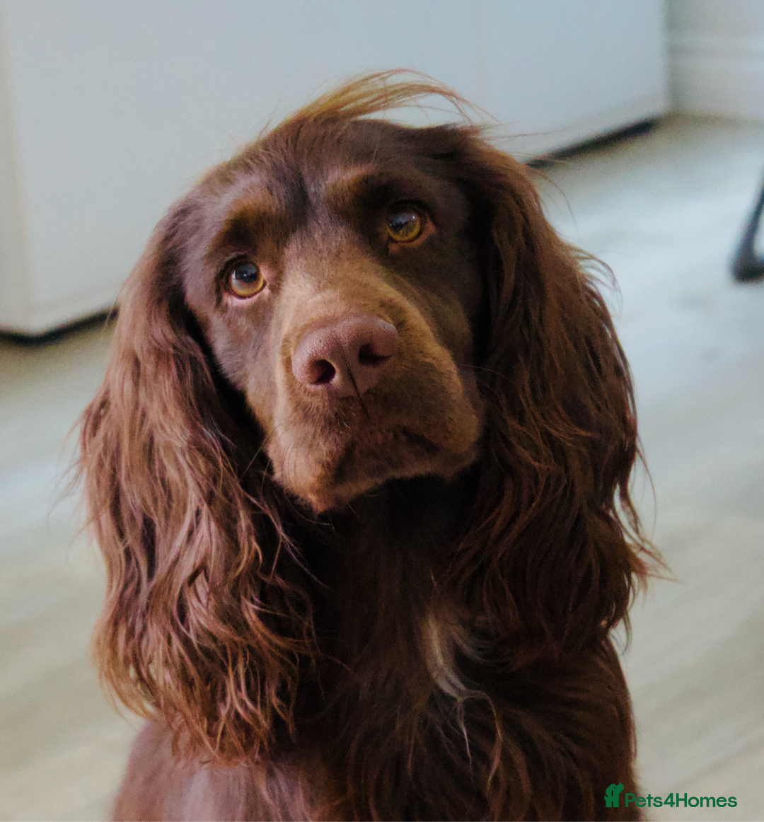 Sprocker dogs Sprocker Stud Frank  - Advert 4