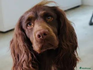 Sprocker dogs Sprocker Stud Frank - Advert 2