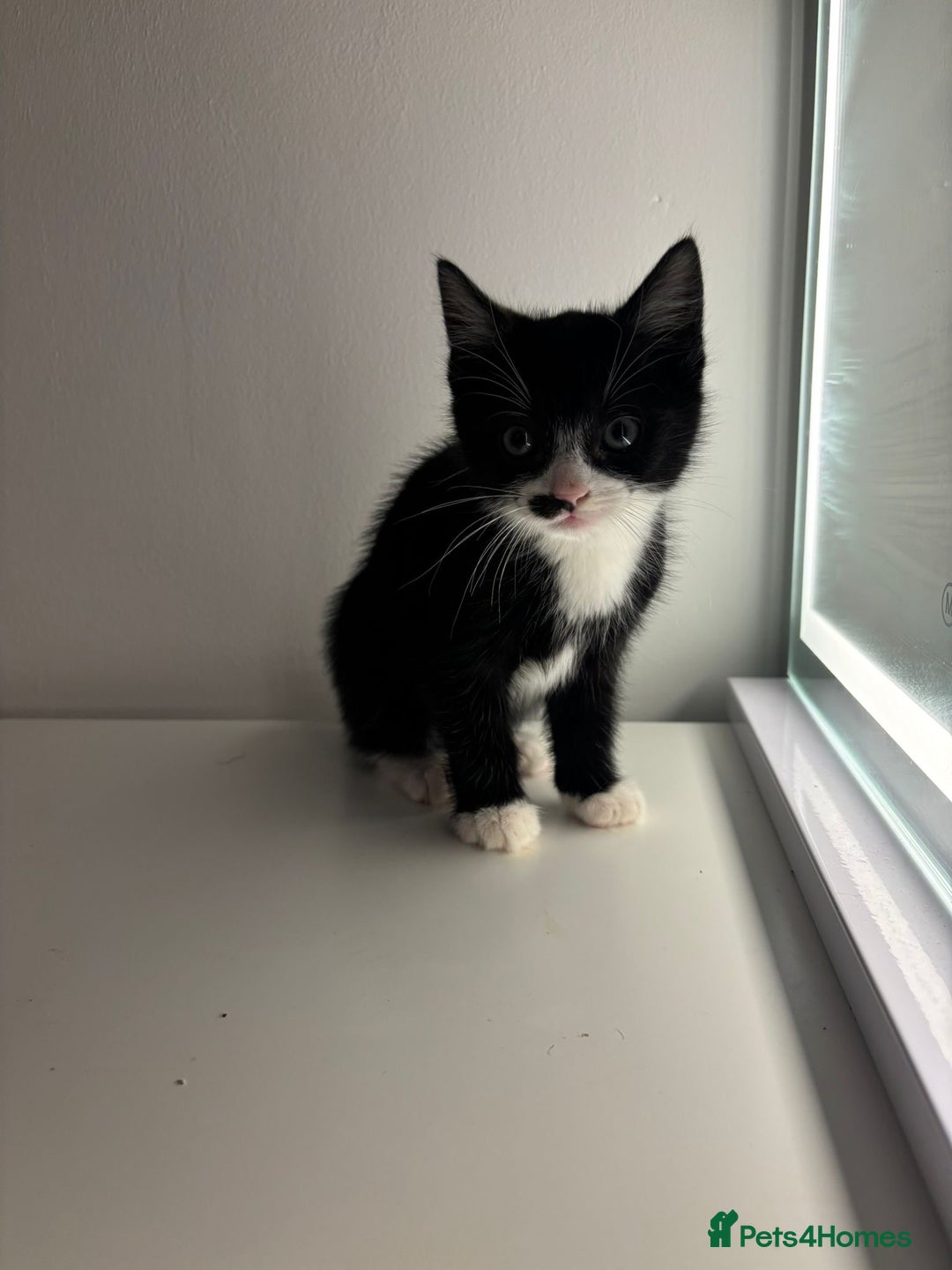 Mixed Breed cats for sale: Kittens for sale - Advert 4