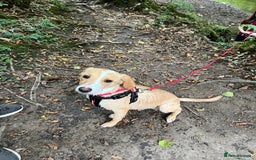 Mixed Breed dogs for sale: Labrador Cross Female, 10 months old - Image 4