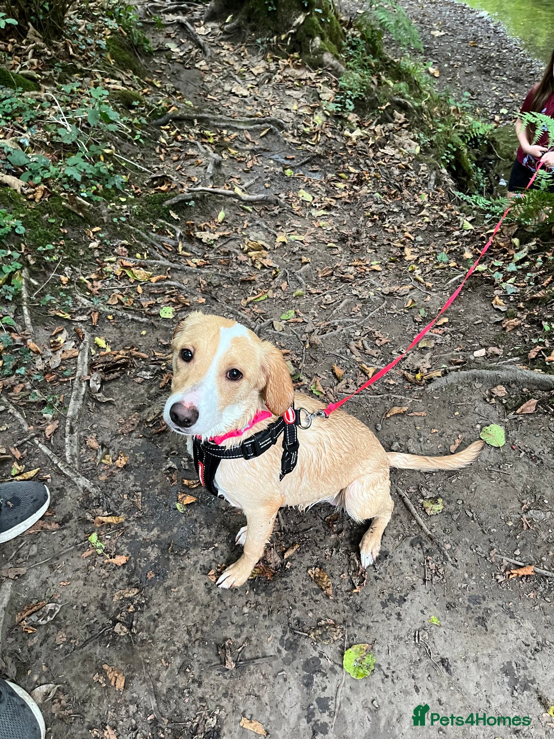 Mixed Breed dogs for sale: Labrador Cross Female, 10 months old - Image 4