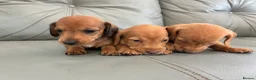 Miniature Dachshund dogs for sale: 🏆💙💖 KC REG 5 STAR BREEDER💙💖🏆CREAM - Advert 16