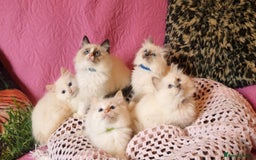 Ragdoll cats for sale: 💖Beautiful GCCF Registered Ragdoll Kittens. - Image 27