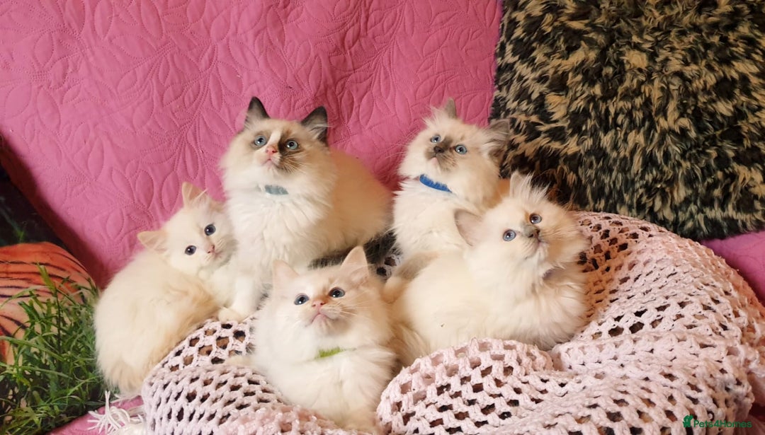 Ragdoll cats for sale: 💖Beautiful GCCF Registered Ragdoll Kittens. - Image 27