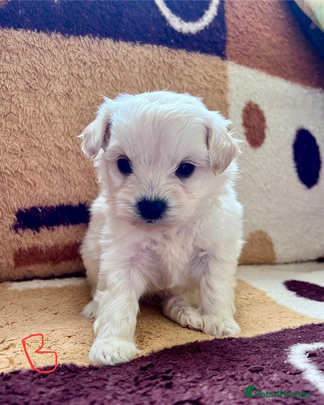 Maltipoo dogs for sale: maltepoo - Advert 8