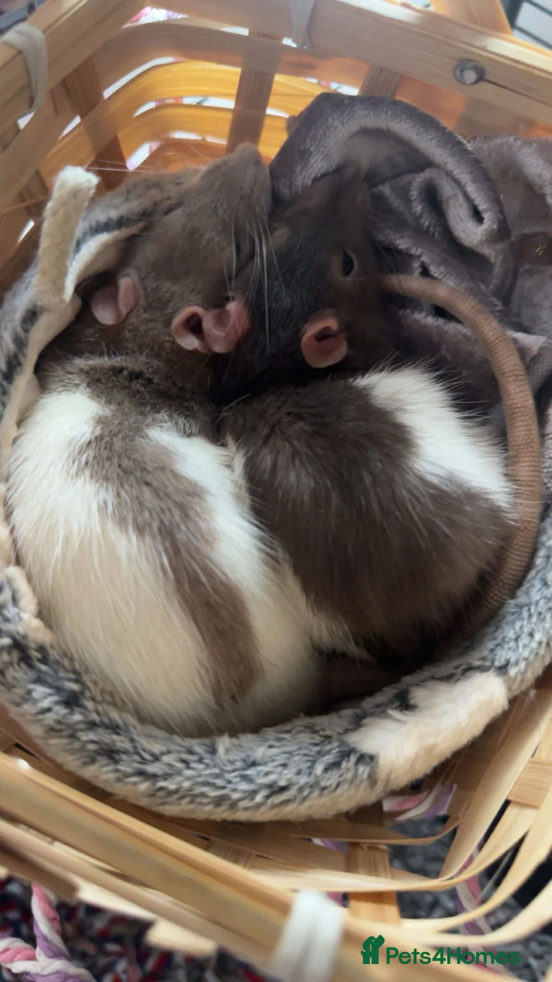 Rat rodents for sale: two baby rats  in Honiton - Advert 1