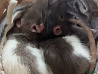 Rat rodents two baby rats - Advert 8