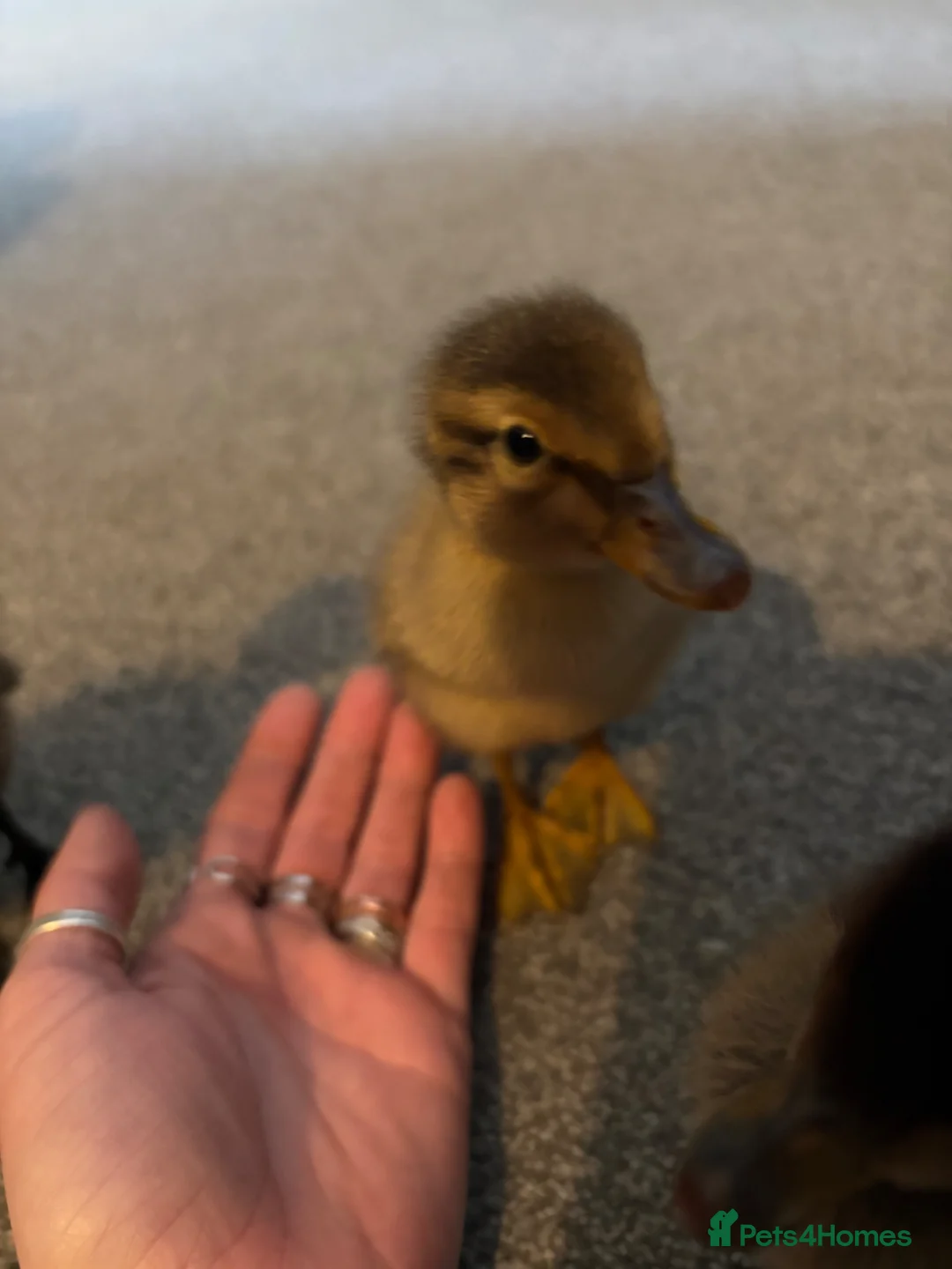 Ducks poultry for sale: X3 Indian runner ducklings READY NOW - Advert 2