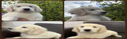 Golden Retriever dogs for sale: KC Registered Golden Retriever Pups  - Advert 2
