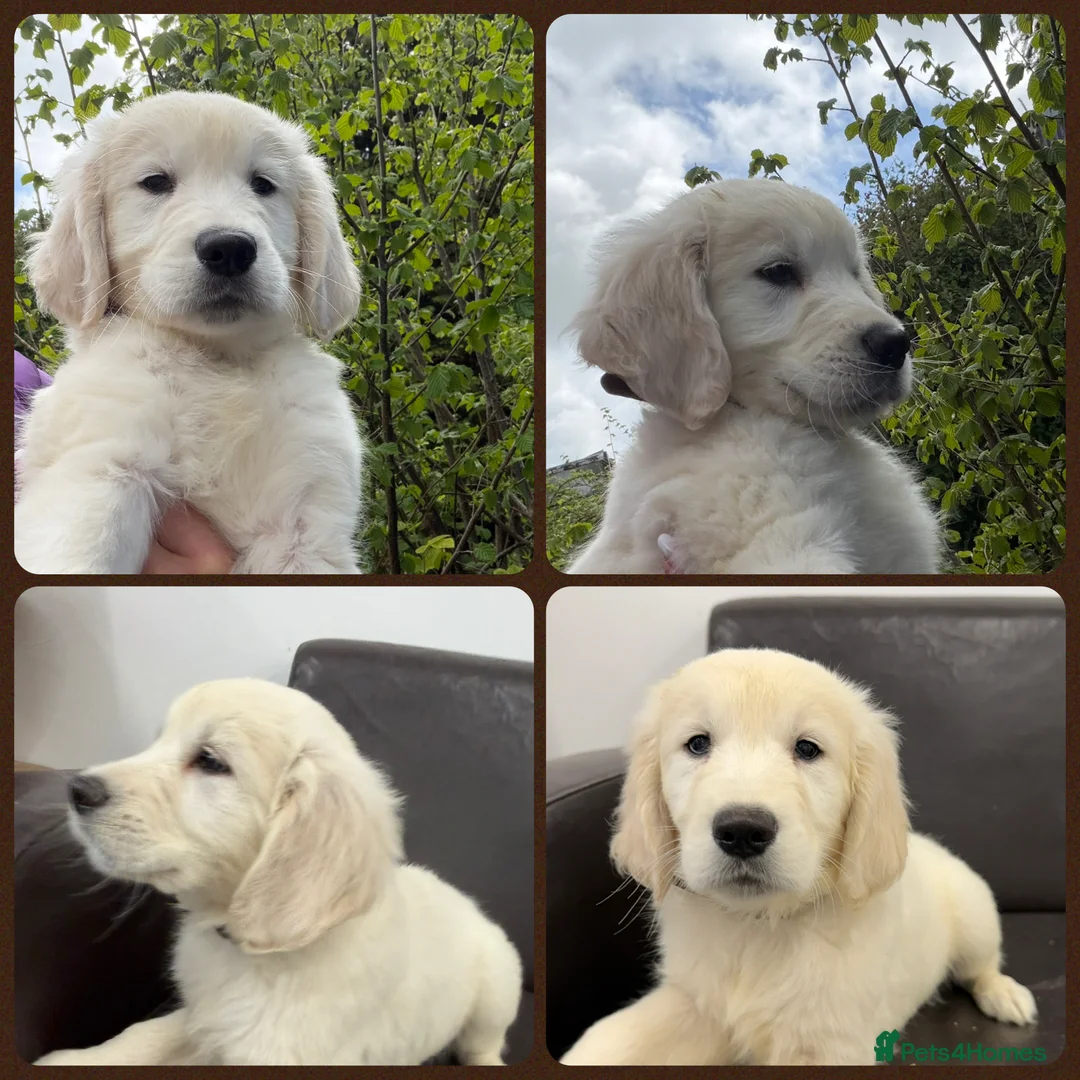 Golden Retriever dogs for sale: KC Registered Golden Retriever Pups  - Advert 2