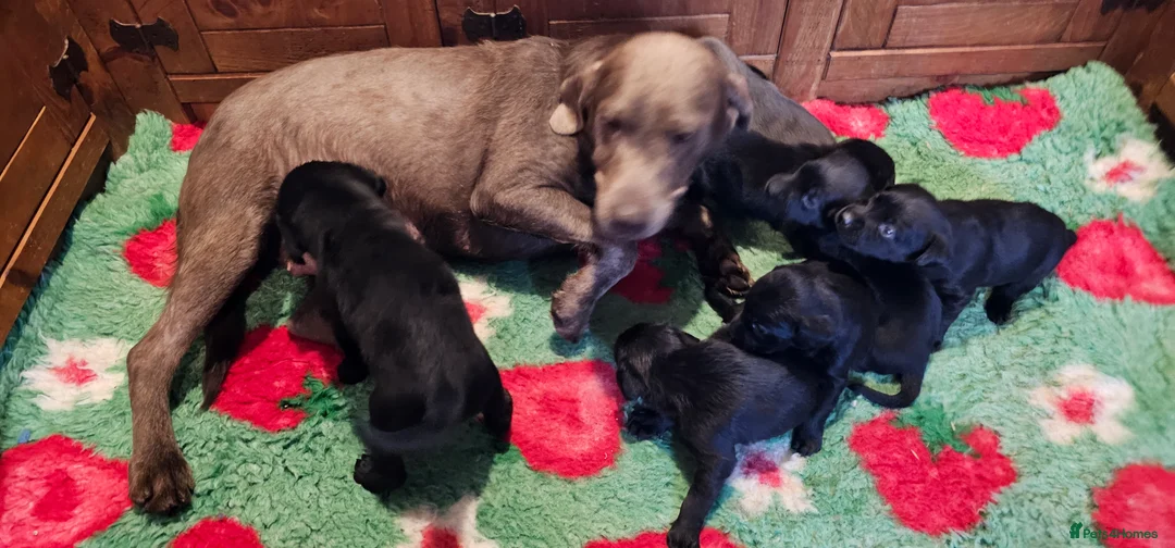 Labrador Retriever dogs for sale: 8 BEAUTIFUL KCREG LABRADORS. HEALTH TESTED PARENTS - Advert 19