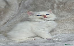 Ragdoll cats for sale: Pure Ragdoll Kittens - Image 10