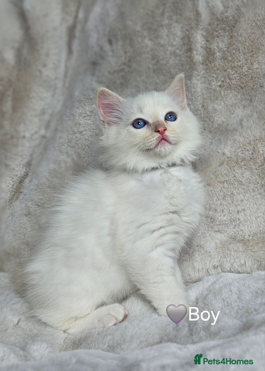 Ragdoll cats for sale: Pure Ragdoll Kittens - Image 10