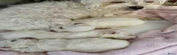 Maltese dogs for sale: Beautiful KC Maltese puppies - Advert 8