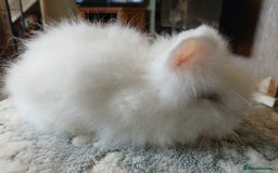 Lionhead rabbits for sale: Stunning DM Lionhead baby rabbits  - Image 11