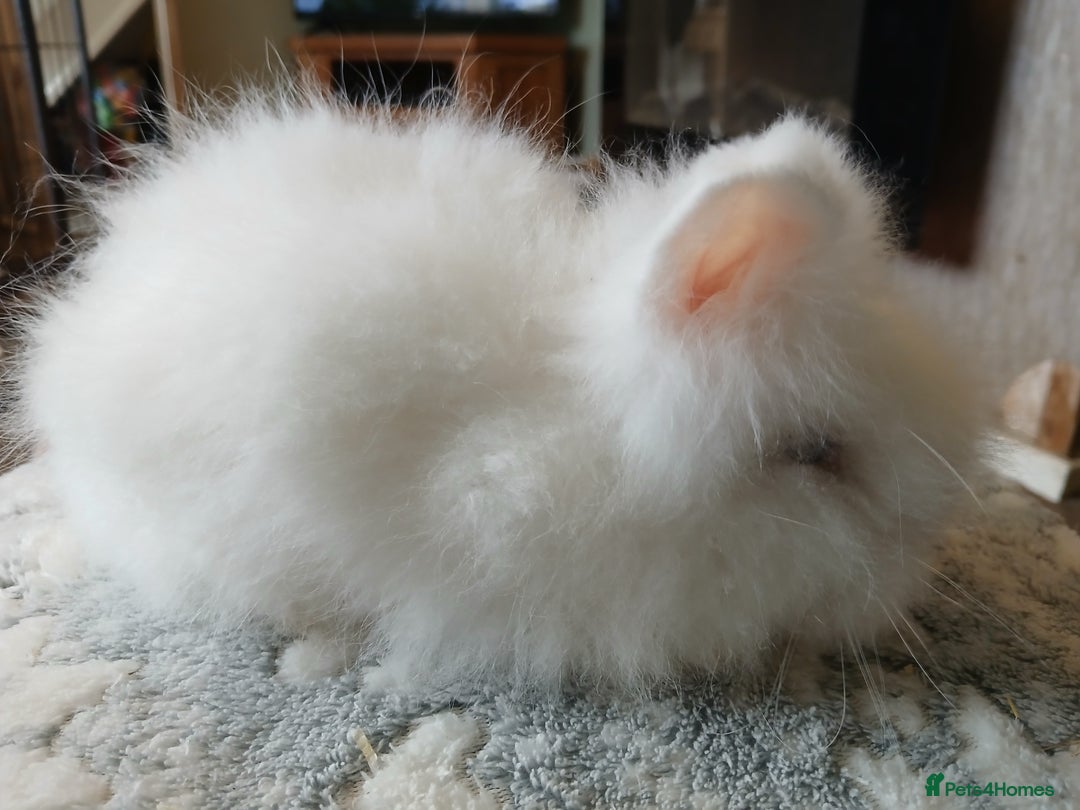 Lionhead rabbits for sale: Stunning DM Lionhead baby rabbits  - Image 11