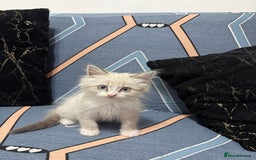 Ragdoll cats for sale: MALE RAGDOLL *AVAILABLE* - Image 9