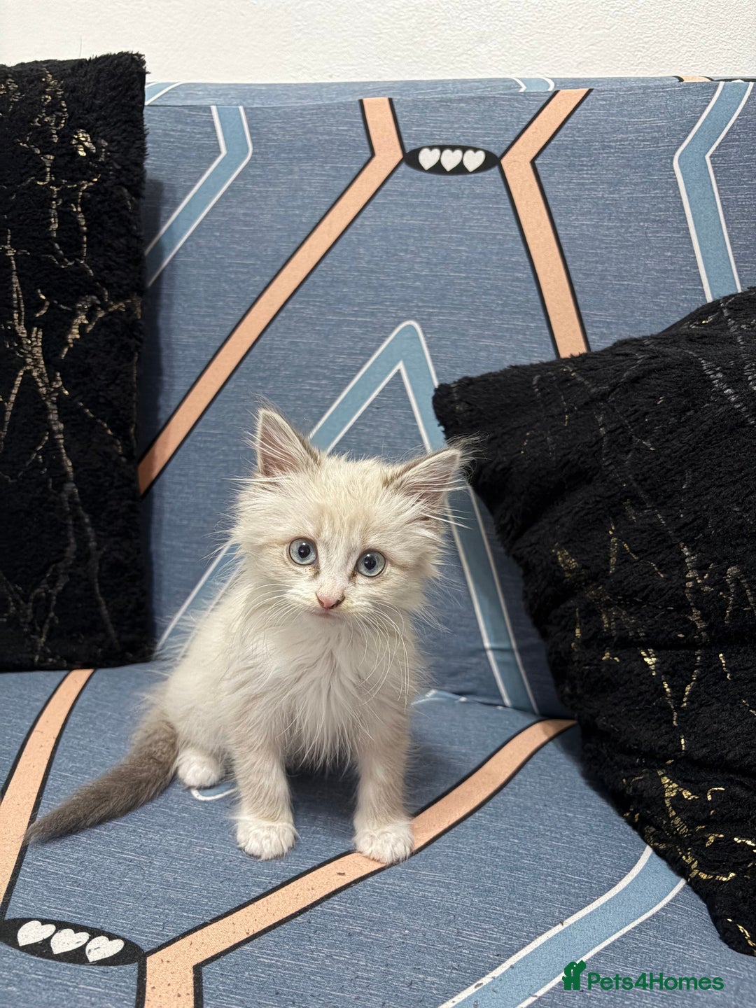 Ragdoll cats for sale: MALE RAGDOLL *AVAILABLE* - Image 9