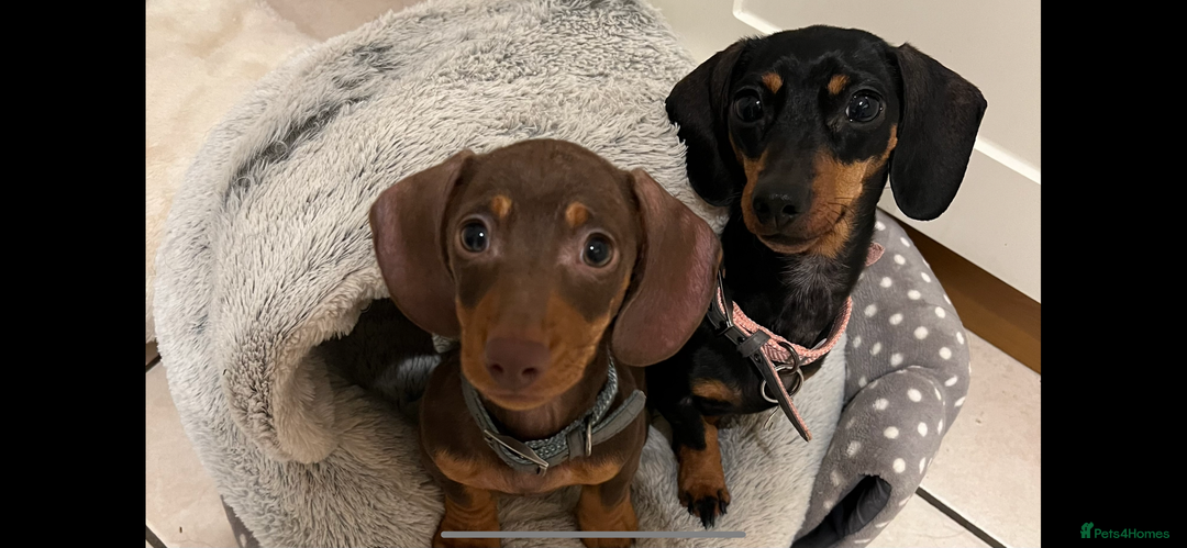 Miniature Dachshund dogs for sale: Beautiful KC registered miniature dachshund  - Image 7