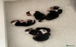 Rough Collie dogs for sale: Tricolour Collie (Rough) male puppies - Image 4