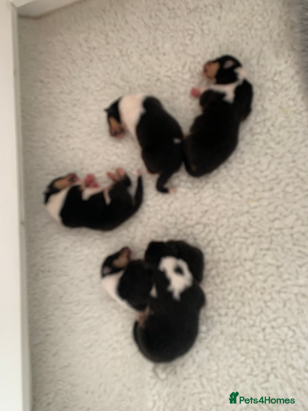 Rough Collie dogs for sale: Tricolour Collie (Rough) male puppies - Image 4