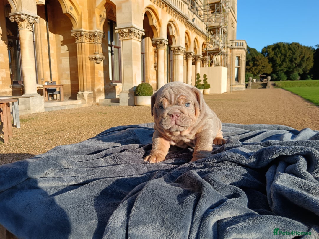 English Bulldog dogs for sale: 2 stunning males from the world famous Mr muscle  - Advert 35