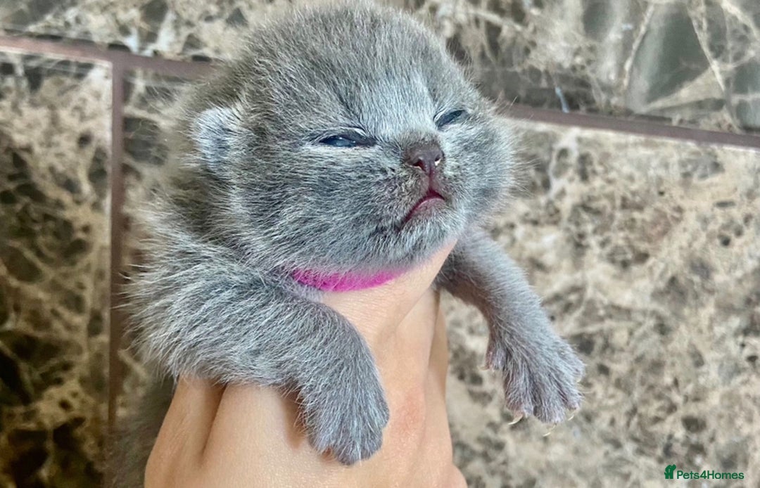 British Shorthair cats for sale: BRITISH SHORTHAIR KITTENS!!! 🐾🐾😻😻 - Advert 1