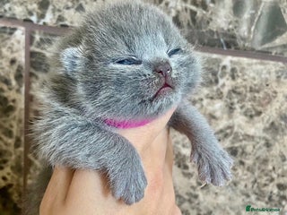 British Shorthair cats BRITISH SHORTHAIR KITTENS!!! 🐾🐾😻😻 - Advert 1