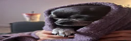 Chihuahua dogs for sale: Two chihuahua girls (REHOME ASAP) - Advert 15
