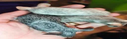Mouse rodents for sale: Beautiful female mice - Advert 1