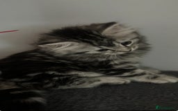 Mixed Breed cats for sale: Maine coon x Persian  - Image 18
