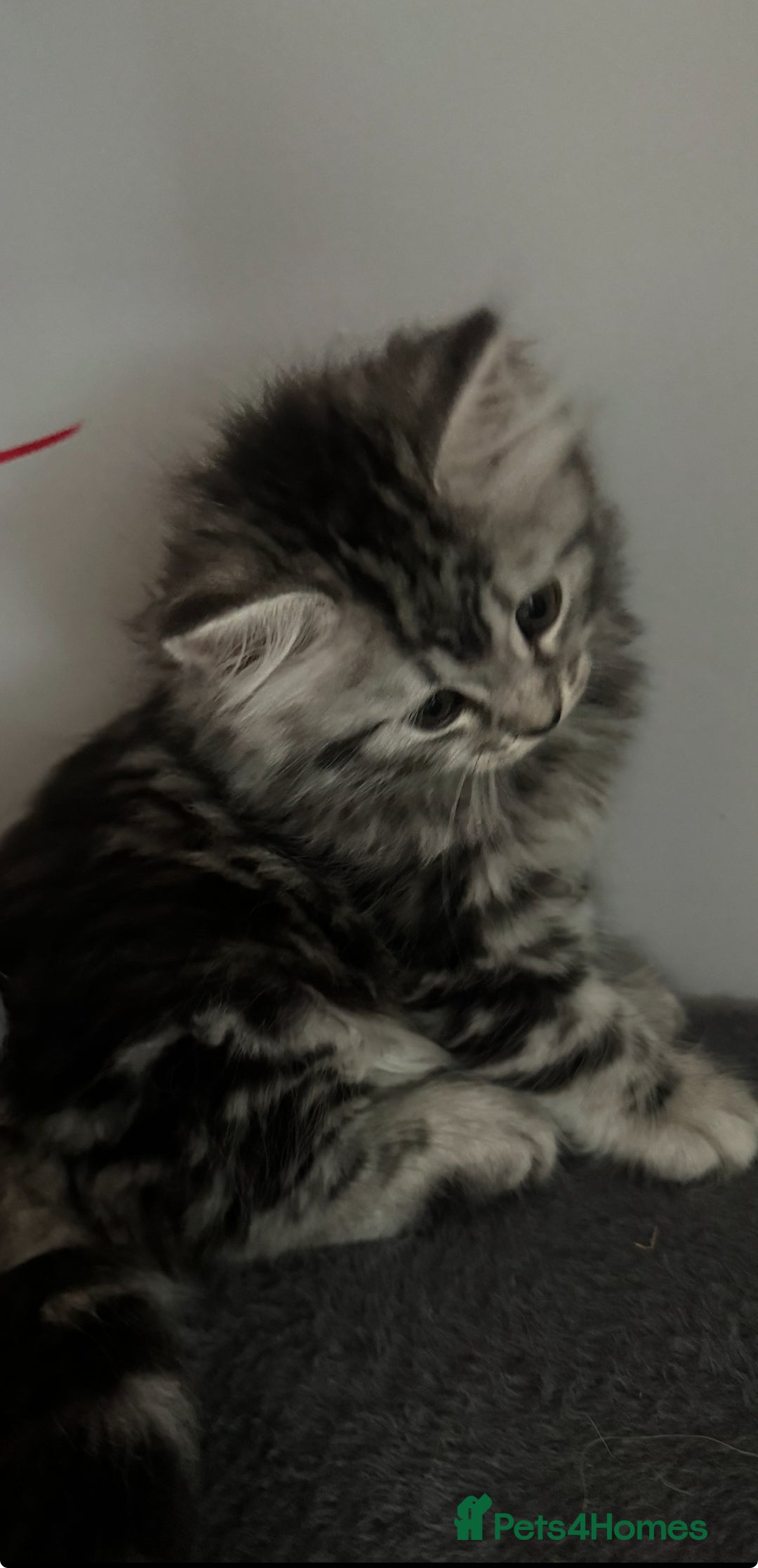 Mixed Breed cats for sale: Maine coon x Persian  - Image 18