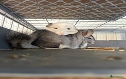Chinchilla rodents for sale: 3 Chinchillas (family) - Image 22