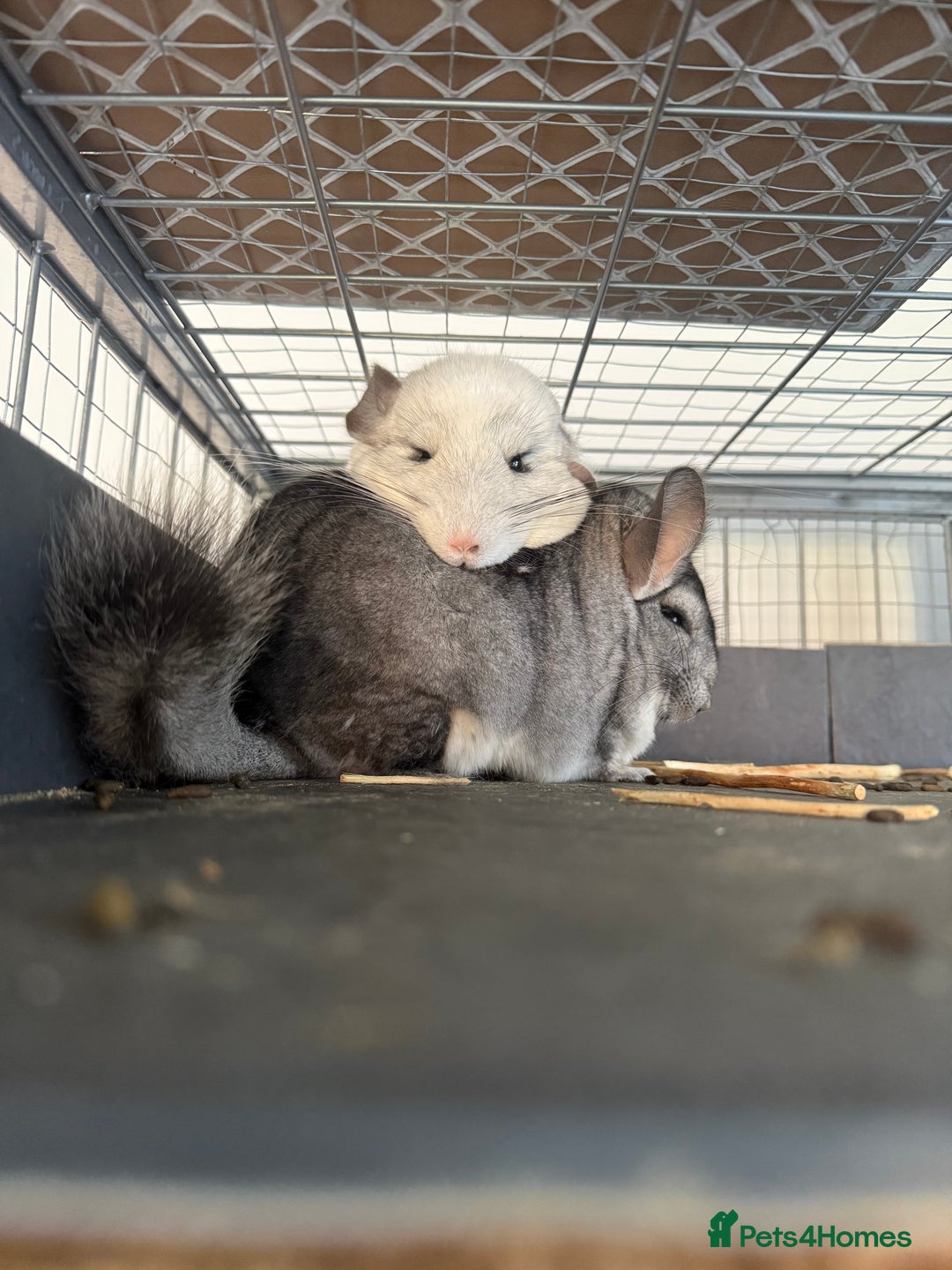 Chinchilla rodents for sale: 3 Chinchillas (family) - Image 22