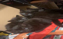 British Longhair cats for sale: 4 all black girls looking for forever home - Image 1