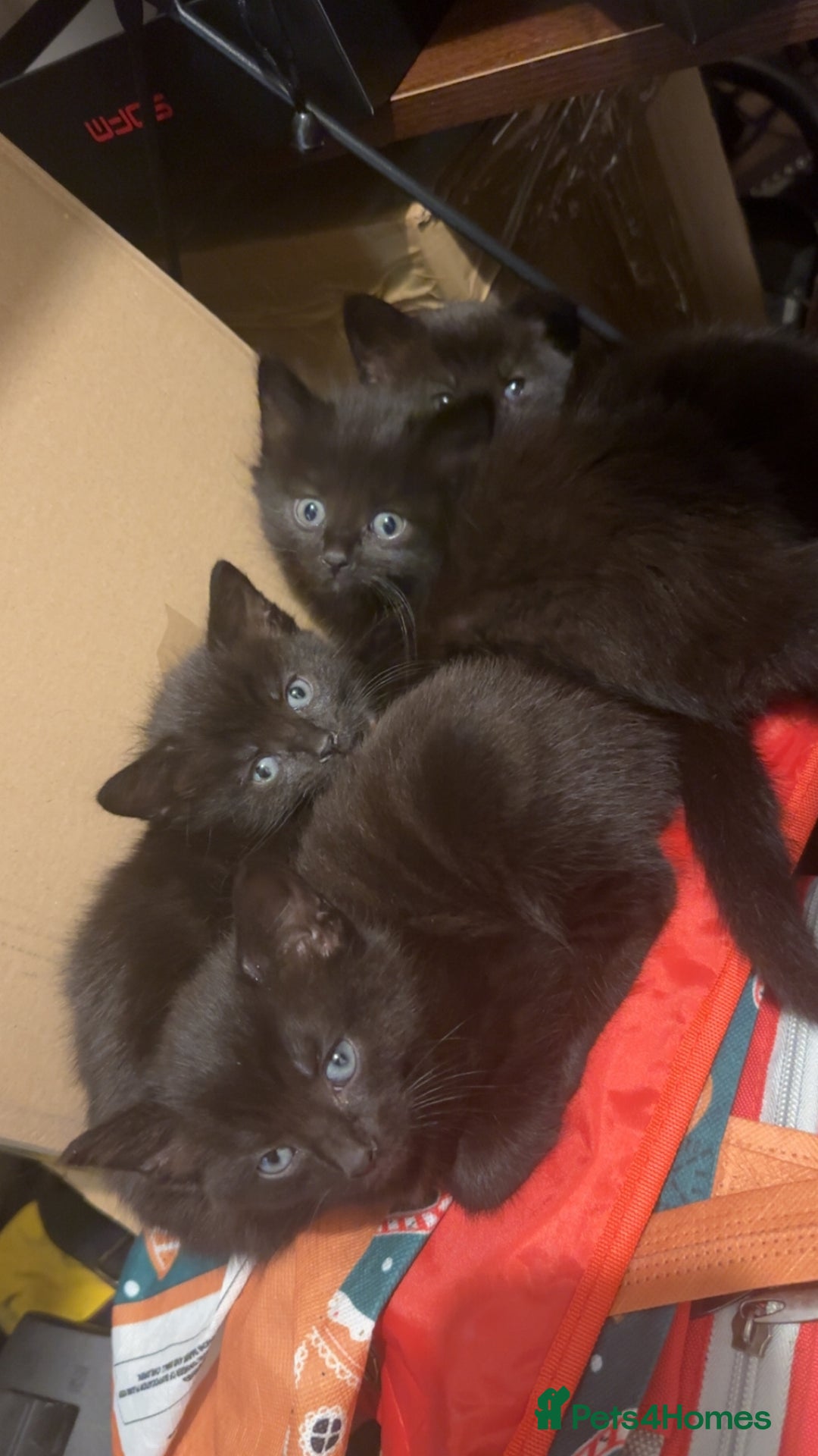 British Longhair cats for sale: 4 all black girls looking for forever home - Image 1
