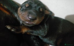 Dobermann dogs for sale: Dobermann puppies - Image 8