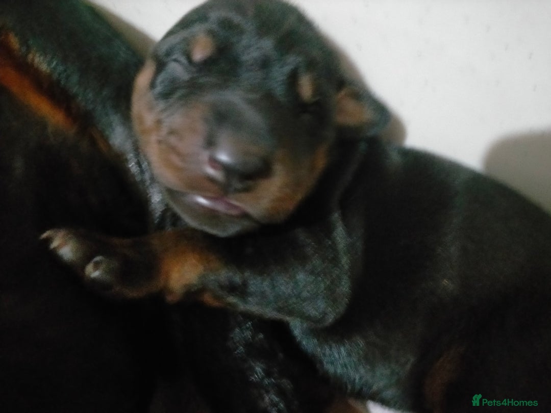 Dobermann dogs for sale: Dobermann puppies - Image 8
