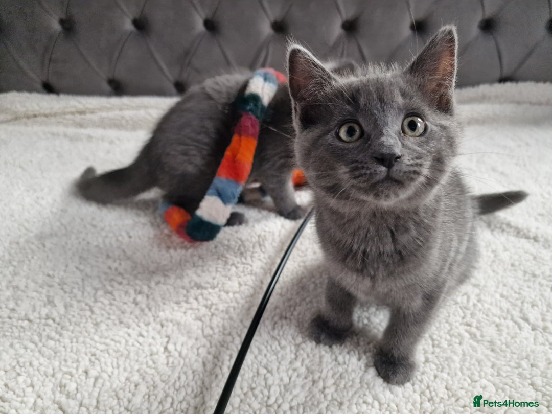Ragdoll cats for sale: Kittens ready now! - Image 7