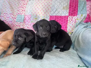 Labrador Retriever dogs Last 1 left! KC Reg Labrador pups, ready 1st April - Advert 6
