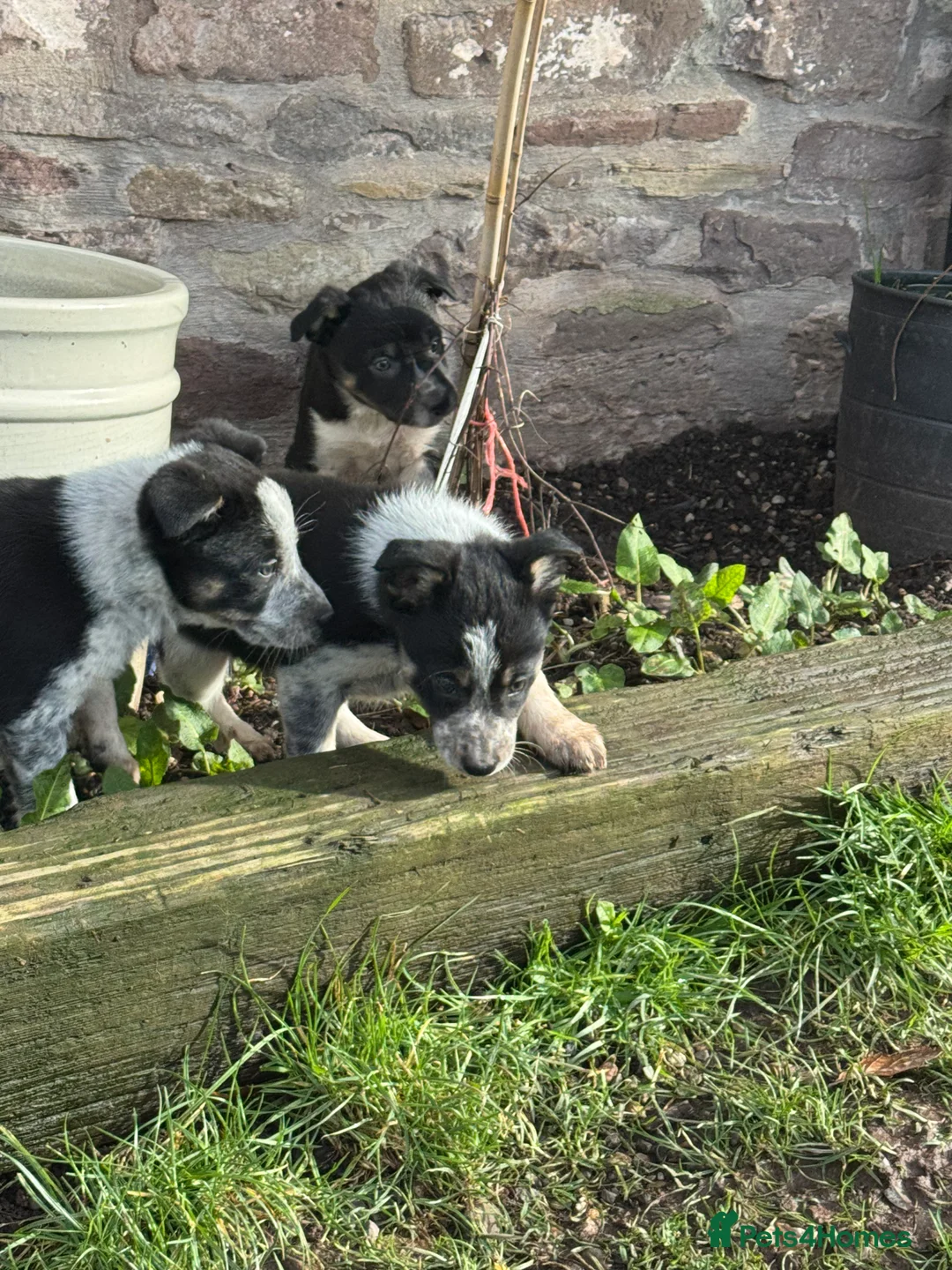 Border Collie dogs for sale: Border collie pups ready from 20th February  - Advert 23
